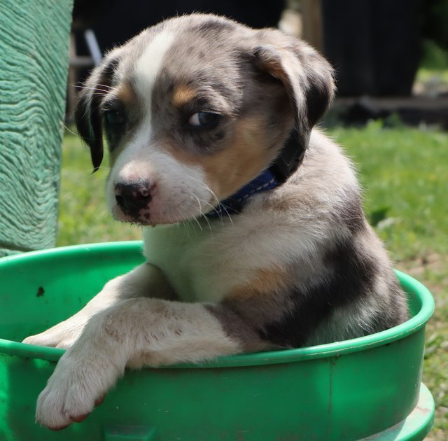dog PICTURE